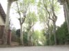 Polèmica a Sant Julià per 29 plataners