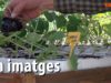 En Imatges – Fira de la llavor 2021