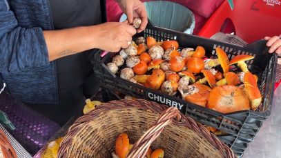 La temporada de bolets arriba a l’equador amb una producció més alta que la mitjana