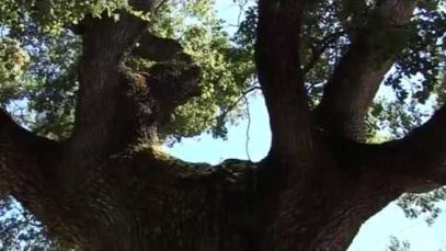 El roure de les Pinedes de l’Armengol, a la Torre, declarat arbre d’interès comarcal