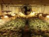 Un detingut per tenir una plantació de més de 700 plantes de marihuana a Les Rofes