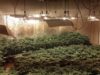 Els Mossos desmantellen una plantació amb 800 plantes de marihuana a Copons