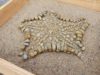 Troben a la Tossa de Montbui el fòssil d’una estrella de mar de fa 48 milions d’anys, una peça única al país