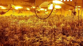 Sis detinguts per cultivar més de 1.700 plantes de marihuana a Òdena