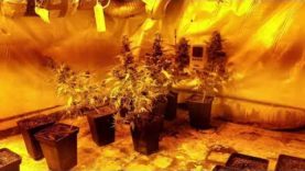 Els Mossos desmantellen una plantació de marihuana amagada en un soterrani a Montserrat Park