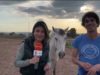 Cal Lari de Rubió envia un grup de cavalls sans a la serra d’Aragó perquè visquin amb plena llibertat