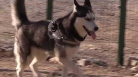 Més del 70% dels gossos perduts o abandonats a la Conca d’Òdena el 2022 han estat adoptats o recuperats pels propietaris