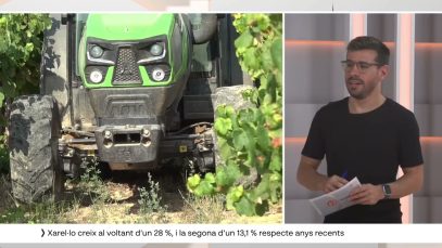 La verema de la DO Penedès ha estat la primera del món amb el 100% de raïm ecològic