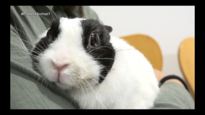 Planeta Animal – 10/1/2018 – El conill Taques, la Masia d’animals de Moià i un concurs de bellesa canina
