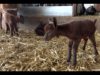 Planeta Animal – 17/1/2018 – La gossa Mel, les cabres del Pla d’Abella i la hípica d’Entre Cavalls
