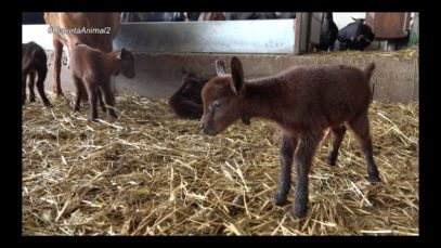 Planeta Animal – 17/1/2018 – La gossa Mel, les cabres del Pla d’Abella i la hípica d’Entre Cavalls