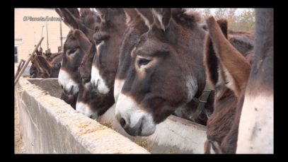 Planeta Animal 8 – El gos Kiko, els rucs catalans i la Fundació ADE