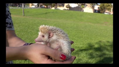 Planeta Animal 10 – Els millors moments de la temporada