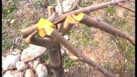 Serren 15 arbres fruiters a Berga per dur el llaç groc