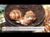 La granja de cargols de Castellfollit del Boix