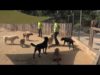Els dies propers a la revetlla de Sant Joan són dels pitjors moments de l’any per a la majoria d’animals de companyia