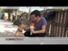 Les residències canines combaten els abandonaments a l’estiu