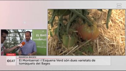 Les varietats de tomàquets al Bages