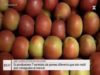 Les pomes de muntanya Biolord al Solsonès