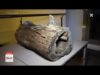 Campanya en contra d’anar a buscar tions al bosc
