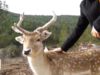Reserva d’animals salvatges a Aguilar de Segarra