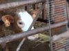 Connecti.cat – El desconfinament dels micropobles, com Su
