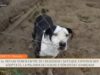 Ben trobats – Les protectores d’animals tornen a la “normalitat” a Manresa després del confinament