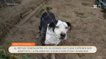 Ben trobats – Les protectores d’animals tornen a la “normalitat” a Manresa després del confinament