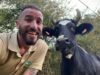 El santuari Gaia acull una vaca rescatada per l’Ajuntament de Castellbell i el Vilar