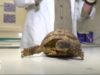 El CRARC de Masquefa investiga una espècie de covid que afecta les tortuges