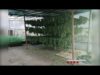 8 detinguts per cultivar més de 18.000 plantes de marihuana en un bosc de Guixers