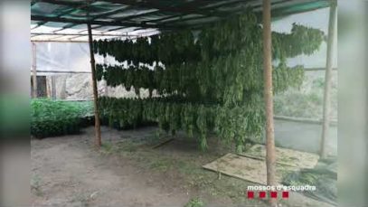 8 detinguts per cultivar més de 18.000 plantes de marihuana en un bosc de Guixers