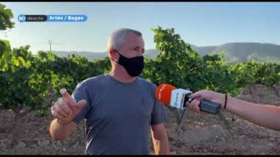 Efectes de l’onada de calor a la vinya d’Artés