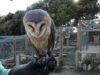 Descobrim el Zoo del Pirineu