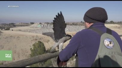 FET A MIDA Descobrim la tasca del falconer de l’Abocador de Manresa