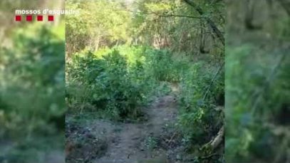 Dos detinguts a Gaià acusats de cultivar una plantació de marihuana enmig del bosc