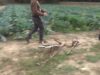 Neix a Moià la primera escola de tracció animal moderna de tot l’Estat