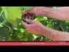 TDT Visitem el celler Fargas Fargas per conèixer l’estat de la vinya del Bages