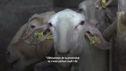 Consell: Per què és important consumir productes de proximitat?