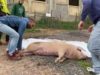Vist per a sentència el judici a una granja de porcs a Santa Maria d’Oló per maltractament animal