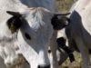 Preocupació al Berguedà i Ripollès pel temor que una empresa vulgui fer un gran vedat de caça elitista