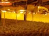 Tres detinguts i prop de 4.400 plantes de marihuana comissades a cinc naus d’Igualada