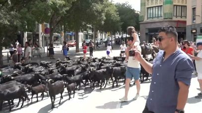 Una imatge insòlita: 150 cabres travessen Manresa en plena transhumància d’estiu