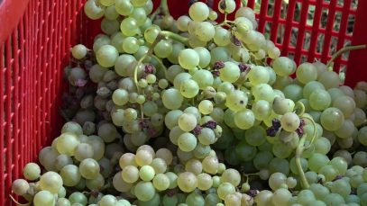 La DO Pla de Bages preveu collir un milió de quilos de raïm en aquesta verema