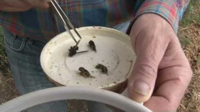 El Govern impulsarà un pla de xoc per frenar la vespa asiàtica