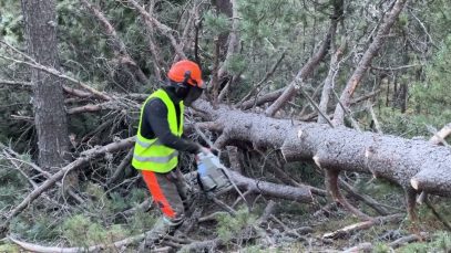Un projecte que coordina el CTFC amb seu a Solsona impulsa la biodiversitat i l’aprofitament del pi negre