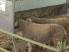 La Fira de Sant Isidre de Solsona no exposarà vaques per un brot de dermatosi nodular