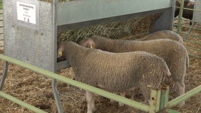 La Fira de Sant Isidre de Solsona no exposarà vaques per un brot de dermatosi nodular