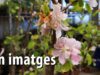 EN IMATGES – Fira de la llavor de Roda de Ter