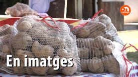 EN IMATGES – Mercat de la Patata 2019
